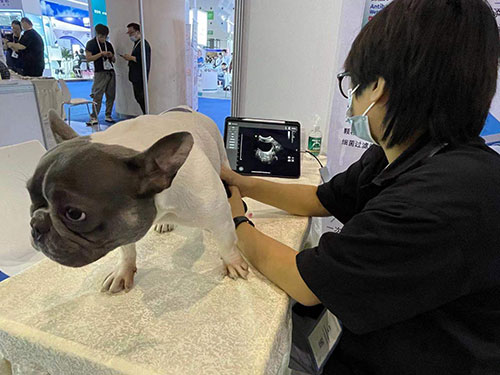 Veterinary